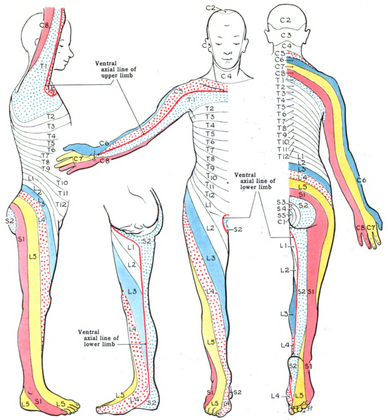 Dermatome Map Overview Chart Anatomy Clinical Significance Dermatome Map