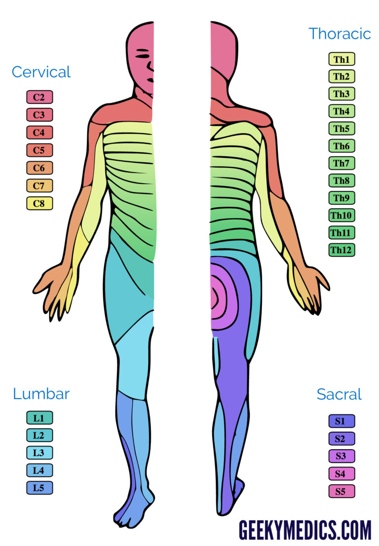 Dermatomes And Myotomes Anatomy Geeky Medics Adams Printable Map My