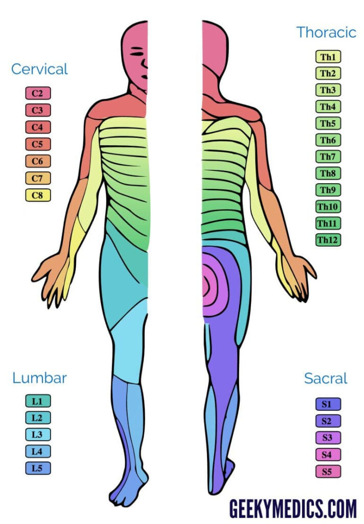 Dermatomes And Myotomes Sensation Anatomy Geeky Medics Dermatome Map The Best Porn Website