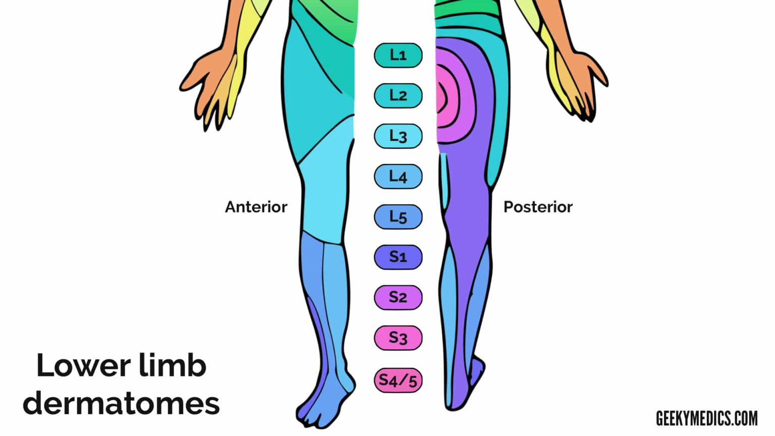 Dermatomes And Myotomes Sensation Anatomy Geeky Medics Dermatome Map