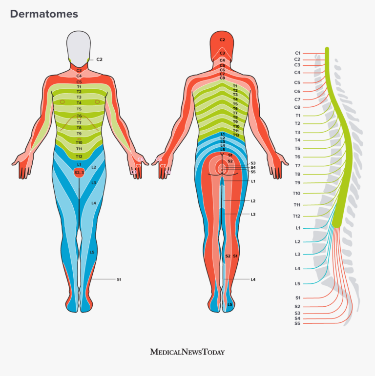 Dermatomes Definition Chart And Diagram Dermatome Map