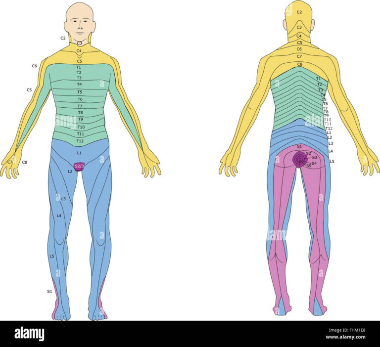 Dermatomes Hi Res Stock Photography And Images Alamy Dermatomes Chart Hot Sex Picture