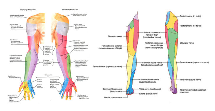 Dermatomes What Are They Dr Michael A Castillo Md Dermatome Map The Best Porn Website