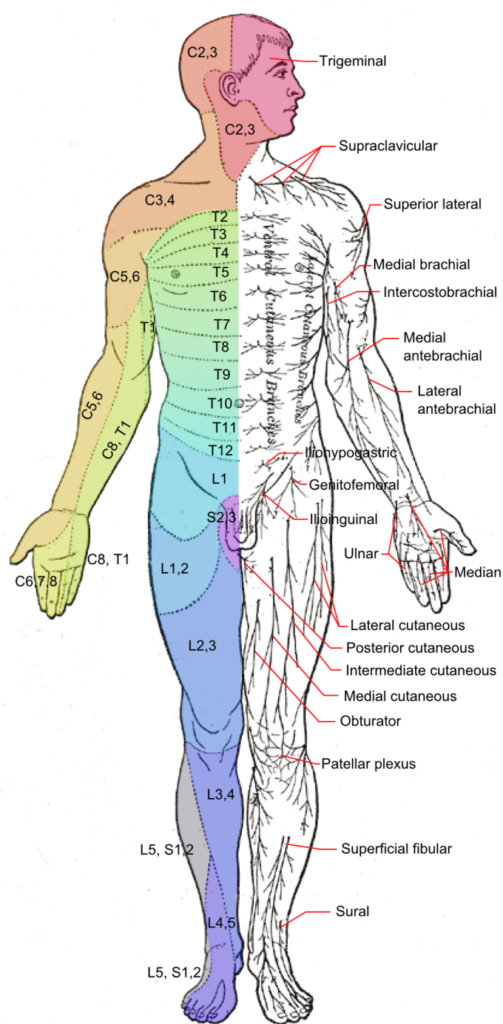 Spinal Nerves Boundless Anatomy And Physiology Dermatome Map The Best Porn Website