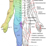 12 6E Dermatomes Medicine LibreTexts