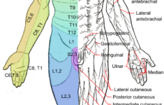 12 6e dermatomes medicine libretexts 2 12 6E Dermatomes Medicine LibreTexts
