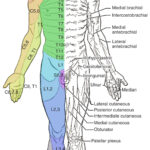 16 4 The Sensory And Motor Exams By OpenStax Page 2 29 Jobilize