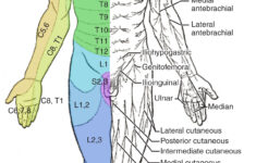 16 4 The Sensory And Motor Exams By OpenStax Page 2 29 Jobilize