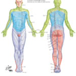 2 Dermatomes Infamedic