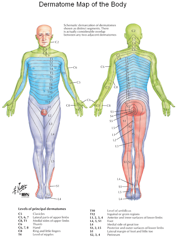 2 Dermatomes Infamedic