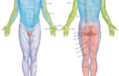 2 dermatomes infamedic 2 Dermatomes Infamedic