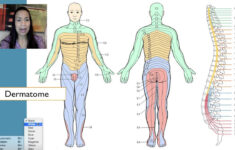 7 Dermatomes YouTube