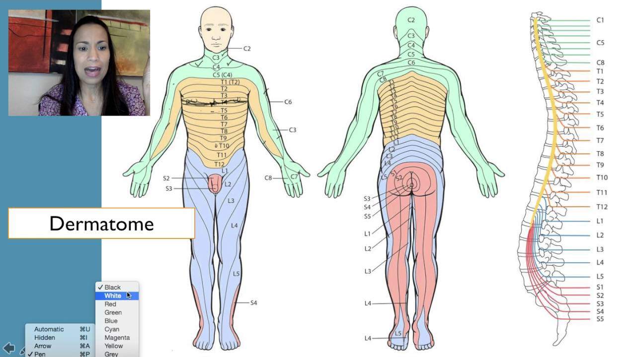 7 Dermatomes YouTube