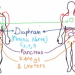 Abdominal Dermatomes And Referred Pain YouTube