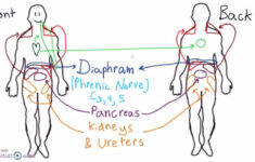 abdominal dermatomes and referred pain youtube Abdominal Dermatomes And Referred Pain YouTube