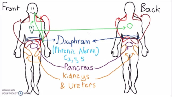 Abdominal Dermatomes And Referred Pain YouTube | Dermatome Map