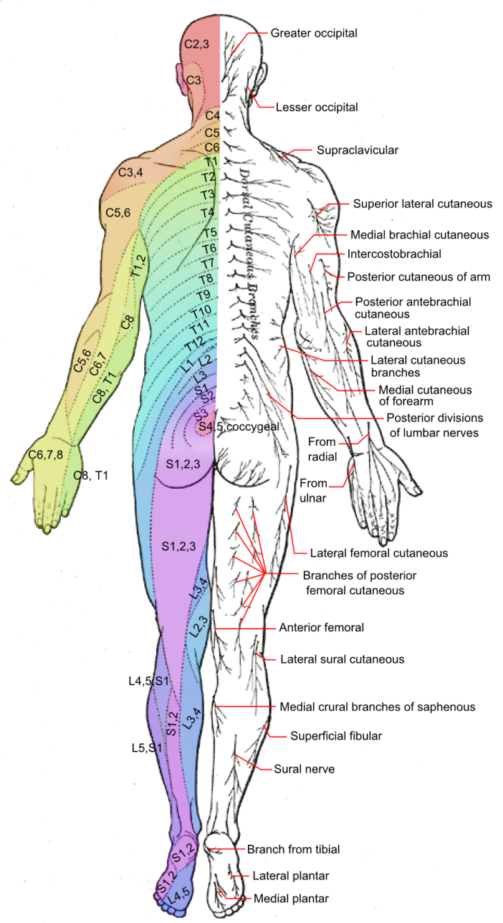 Advanced Spinal Care Sciatica Symptoms And The Best Natural Treatment ...