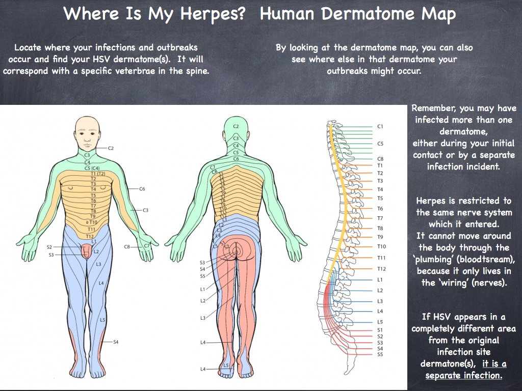 All About HSV Human Dermatome Map
