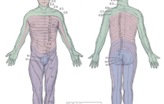 Anatomy Dermatomes Full Body Anterior Posterior Image Intended For