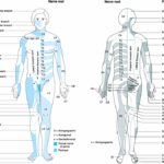 Anatomy Dermatomes Full Body Anterior Posterior Image Intended For