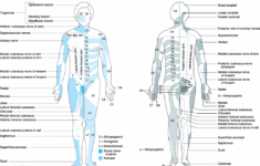 anatomy dermatomes full body anterior posterior image intended for Anatomy Dermatomes Full Body Anterior Posterior Image Intended For