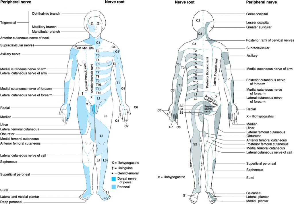 Anatomy Dermatomes Full Body Anterior Posterior Image Intended For 