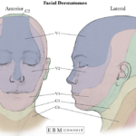 Anatomy Dermatomes Of The Face Image