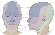 Anatomy Dermatomes Of The Face Image