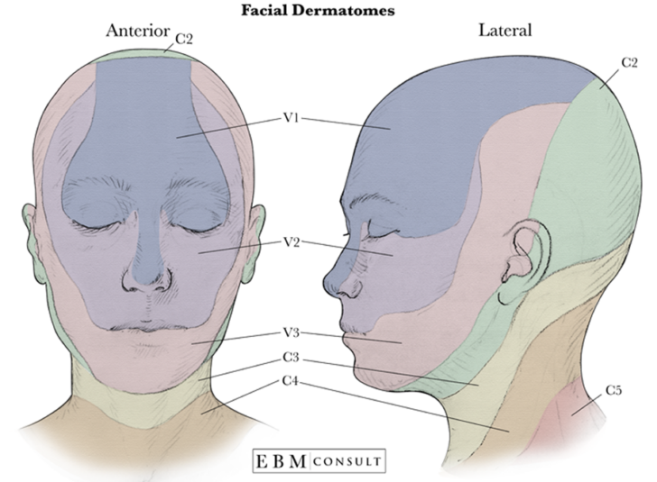Dermatome Map Face