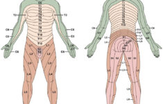 Anatomy Map Netter Interactive Atlas Of Human Anatomy Free Download