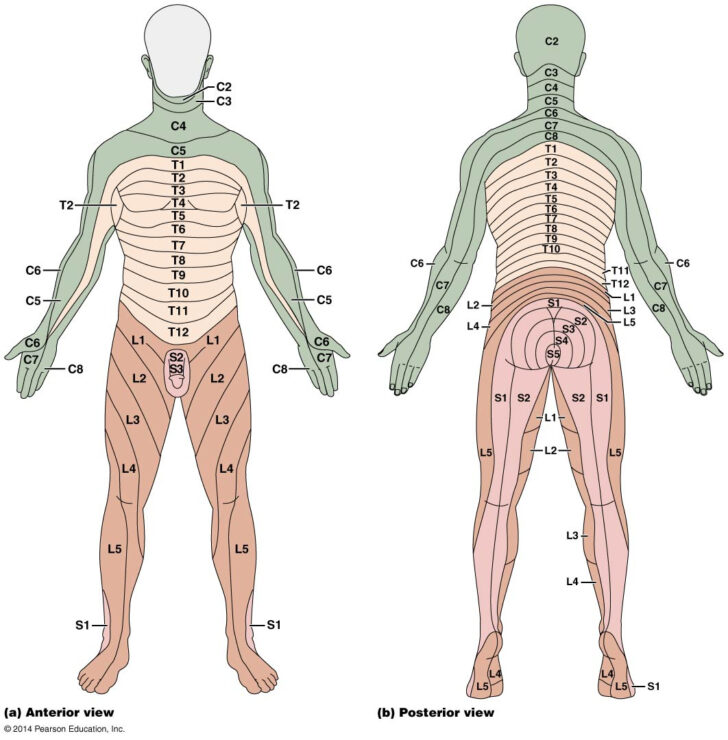 Interactive Dermatome Map