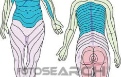 Anterior And Posterior Views Of An Adult Female Demonstrating The