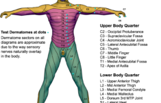 Anterior Dermatome Map QxMD