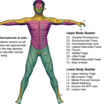 Anterior Dermatome Map QxMD