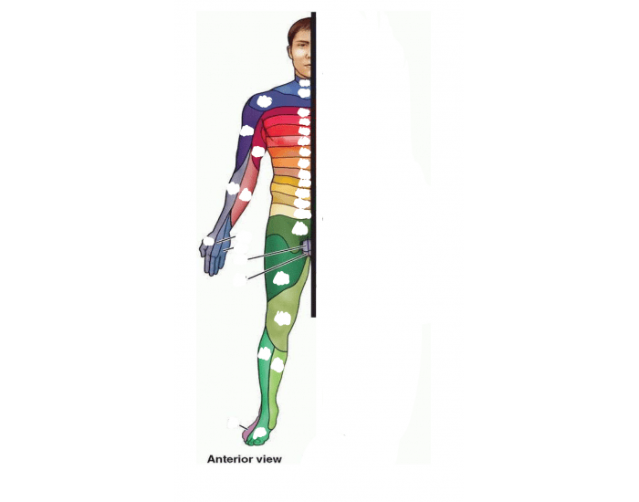 Foerster Dermatome Map