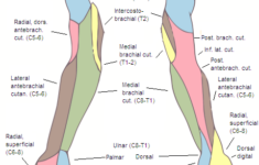Arm Numbness Tingling Hands And Fingers Healthhype