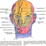 C1 Dermatome Google Search Facial Aesthetics Supraorbital Nerve Face