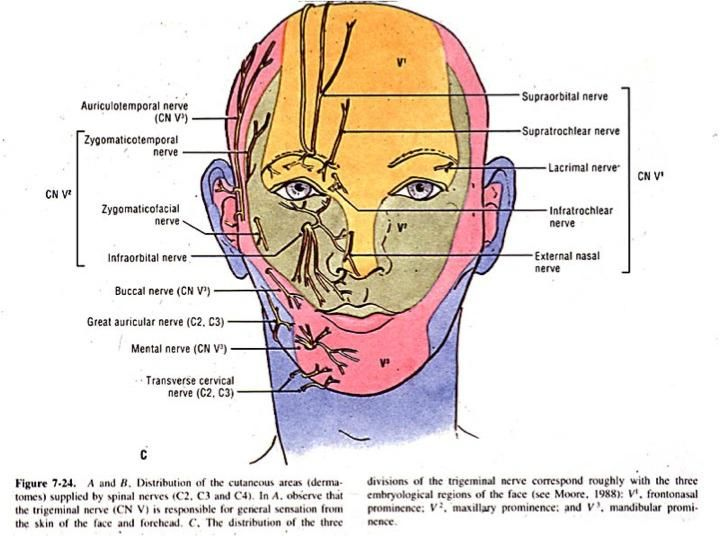 C1 Dermatome Google Search Facial Aesthetics Supraorbital Nerve Face