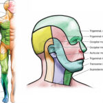 C1 Dermatome Pictures To Pin On Pinterest PinsDaddy