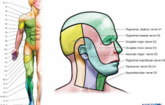 C1 Dermatome Pictures To Pin On Pinterest PinsDaddy