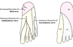 Can Foot Pain Be Coming From Your Low Back Kelley Chiropractic