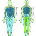 Cervical Lumbar Dermatomes Map Of Upper Lower Body Leg Limbs Head