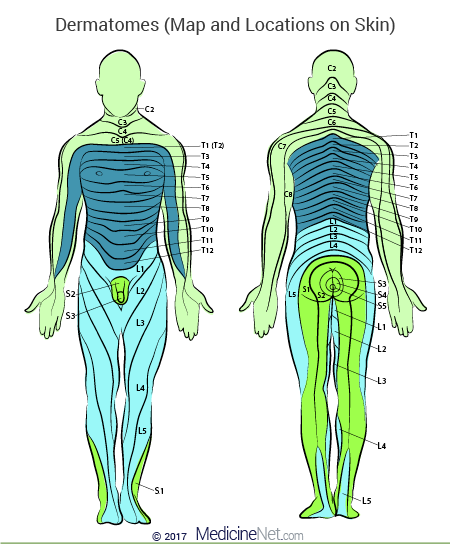 Cervical Lumbar Dermatomes Map Of Upper Lower Body Leg Limbs Head 