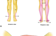 chapter 11 pelvic pain obgyn key 1 CHAPTER 11 Pelvic Pain Obgyn Key