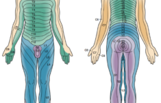 CRACKCast E043 Spinal Injuries CanadiEM