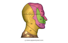 Dermantone Maps Chronic Pain