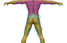 dermatome chart dermatome map body chart spine health kinesiology Dermatome Chart Dermatome Map Body Chart Spine Health Kinesiology