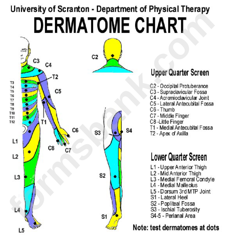 dermatome-chart-printable-pdf-download-dermatome-map