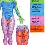 Dermatome Chart With Symptoms Inside Printable Dermatome Map