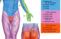 Dermatome Chart With Symptoms Inside Printable Dermatome Map